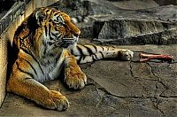 Fauna & Flora: Animals in HDR