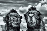 Fauna & Flora: Animals in HDR