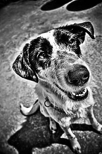 Fauna & Flora: Animals in HDR