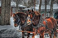 Fauna & Flora: Animals in HDR