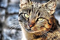 Fauna & Flora: Animals in HDR