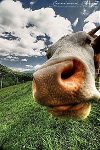 Fauna & Flora: Animals in HDR