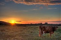 Fauna & Flora: Animals in HDR