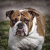 Fauna & Flora: Animals in HDR