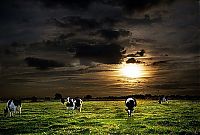 Fauna & Flora: Animals in HDR