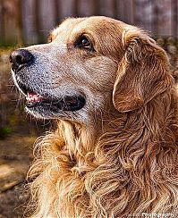 Fauna & Flora: Animals in HDR