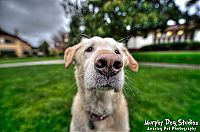 Fauna & Flora: Animals in HDR