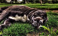 Animals in HDR