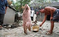 TopRq.com search results: Zhu Jianqiang, two-legged pig