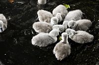 Fauna & Flora: cygnets, young swans