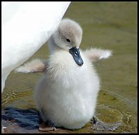 Fauna & Flora: cygnets, young swans