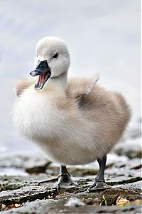 Fauna & Flora: cygnets, young swans