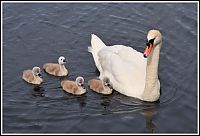 Fauna & Flora: cygnets, young swans