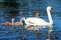 Fauna & Flora: cygnets, young swans