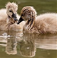 Fauna & Flora: cygnets, young swans