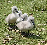 Fauna & Flora: cygnets, young swans