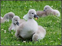 Fauna & Flora: cygnets, young swans