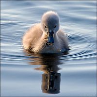 Fauna & Flora: cygnets, young swans