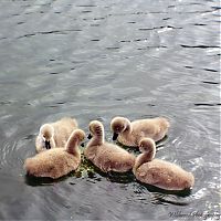 Fauna & Flora: cygnets, young swans