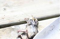 Fauna & Flora: frog and the chipmunk