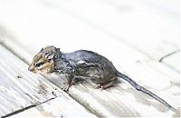 TopRq.com search results: frog and the chipmunk