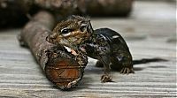 Fauna & Flora: frog and the chipmunk