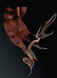 Fauna & Flora: underwater creature