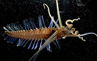 Fauna & Flora: underwater creature