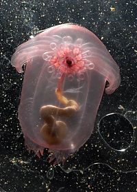 Fauna & Flora: underwater creature