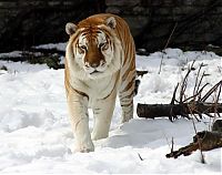 Fauna & Flora: golden tabby tiger