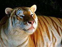 Fauna & Flora: golden tabby tiger