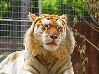 Fauna & Flora: golden tabby tiger