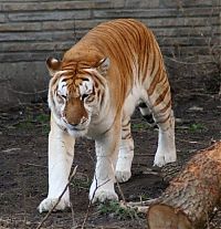 Fauna & Flora: golden tabby tiger