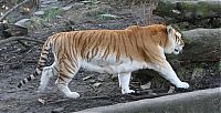 Fauna & Flora: golden tabby tiger