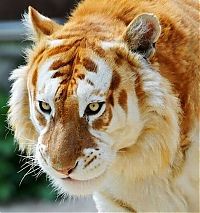 Fauna & Flora: golden tabby tiger