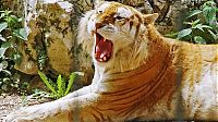 TopRq.com search results: golden tabby tiger