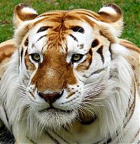 TopRq.com search results: golden tabby tiger
