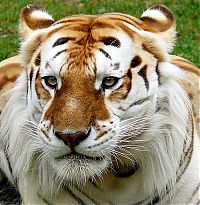 Fauna & Flora: golden tabby tiger