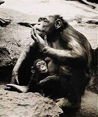 Fauna & Flora: smoking monkey