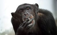 TopRq.com search results: smoking monkey