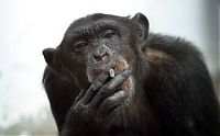 Fauna & Flora: smoking monkey