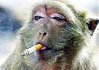 Fauna & Flora: smoking monkey