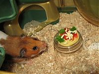 TopRq.com search results: pasta for hamster