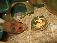 Fauna & Flora: pasta for hamster