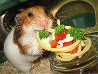 Fauna & Flora: pasta for hamster