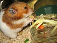 TopRq.com search results: pasta for hamster