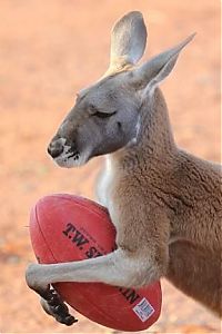 Fauna & Flora: Beemer, pet kangaroo