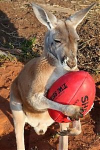 Fauna & Flora: Beemer, pet kangaroo