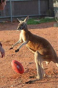 Fauna & Flora: Beemer, pet kangaroo