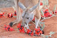 Fauna & Flora: Beemer, pet kangaroo